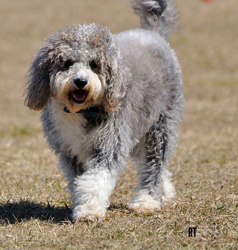 Fort Gratiot Canine Commons - Fort Gratiot Township, MI