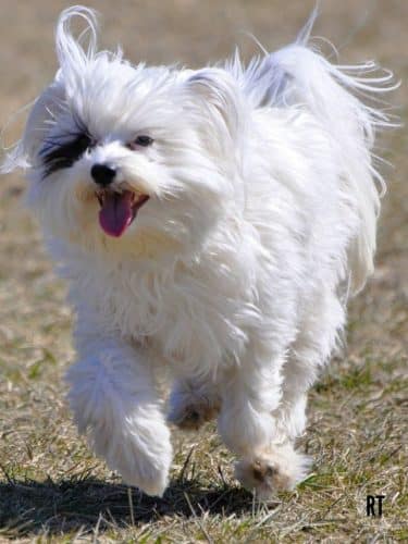 Fort Gratiot Canine Commons - Fort Gratiot Township, MI