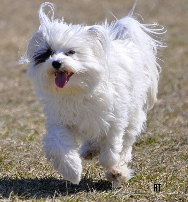 Fort Gratiot Canine Commons - Fort Gratiot Township, MI