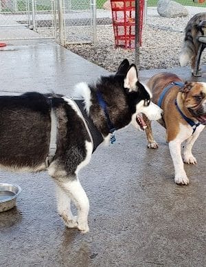Fort Gratiot Canine Commons - Fort Gratiot Township, MI