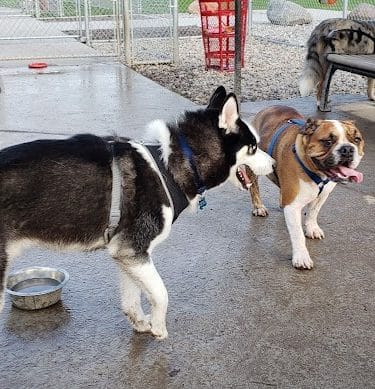 Fort Gratiot Canine Commons - Fort Gratiot Township, MI