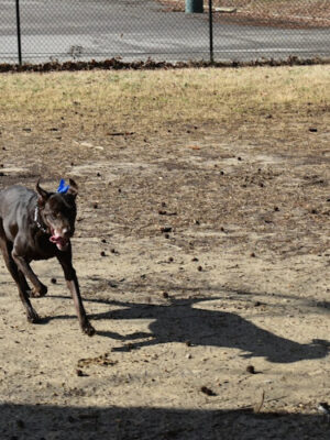 Fort Gregg-Adams Dog Park
