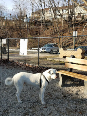 Fort Lee Dog Park