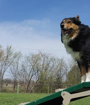 FLW Paw Dog park - Fort Leonard Wood, MO