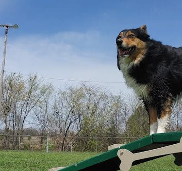FLW Paw Dog park