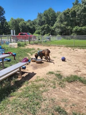 Fort Meade Dog Park