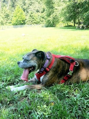 Fort Meade Dog Park