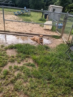 Fort Meade Dog Park