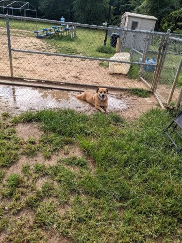 Fort Meade Dog Park