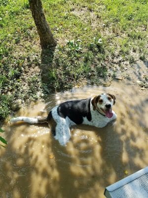 Fort Meade Dog Park