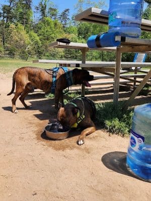 Fort Meade Dog Park