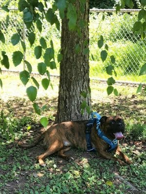 Fort Meade Dog Park