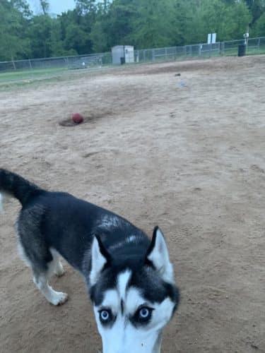 Fort Meade Dog Park