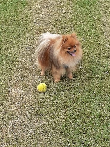 Fort Meade Dog Park