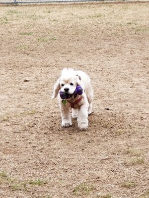 Fort Meade Dog Park