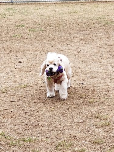 Fort Meade Dog Park