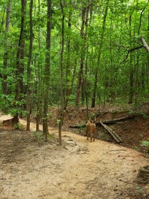 Mary Warner Mack Dog Park (private)