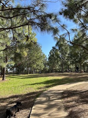 Mary Warner Mack Dog Park (private)