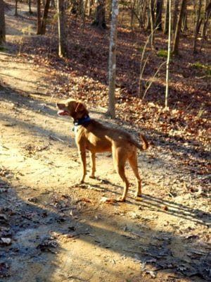 Mary Warner Mack Dog Park (private)