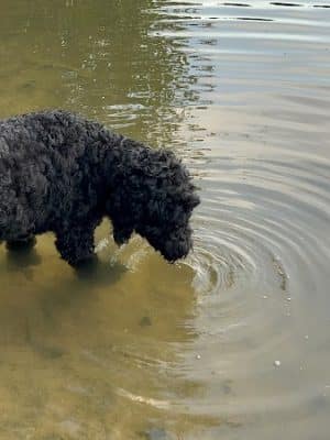 Mary Warner Mack Dog Park (private)