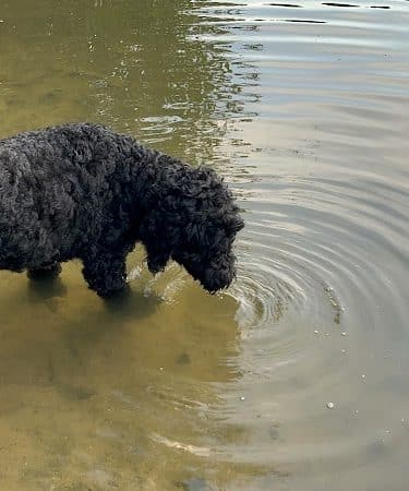 Mary Warner Mack Dog Park (private)