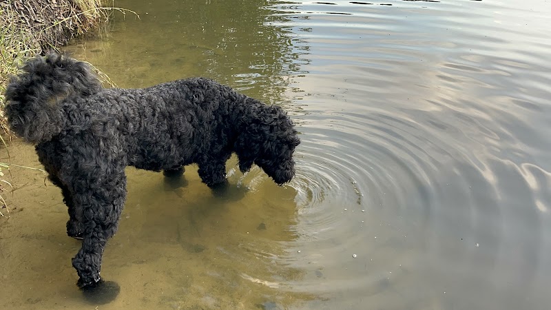 Mary Warner Mack Dog Park (private) - Fort Mill, SC