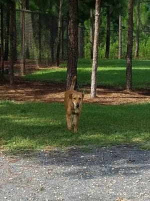 Mary Warner Mack Dog Park (private)