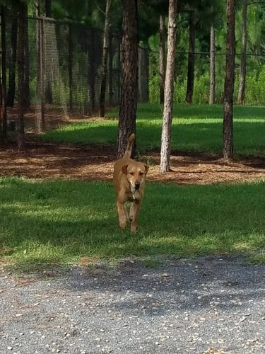 Mary Warner Mack Dog Park (private)