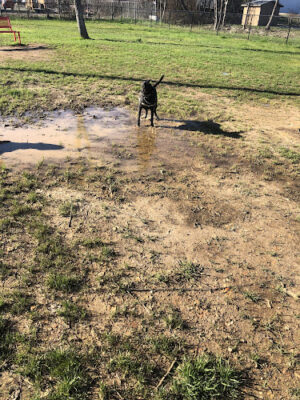 Bark City Dog Park