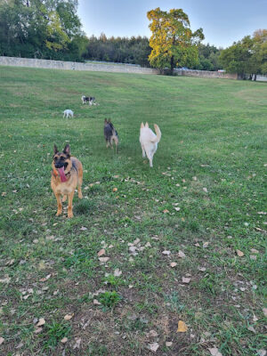 Dog park