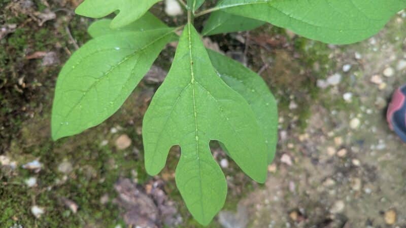 Makamah Nature Preserve - Fort Salonga, NY
