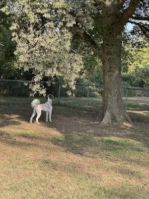 Fort Smith Dog Park - Fort Smith, AR