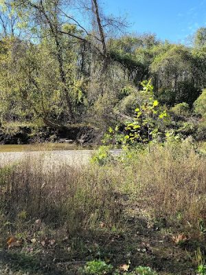 Henson Creek Trailhead