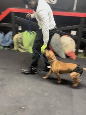 iSpeakDogg