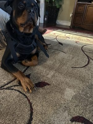 iSpeakDogg