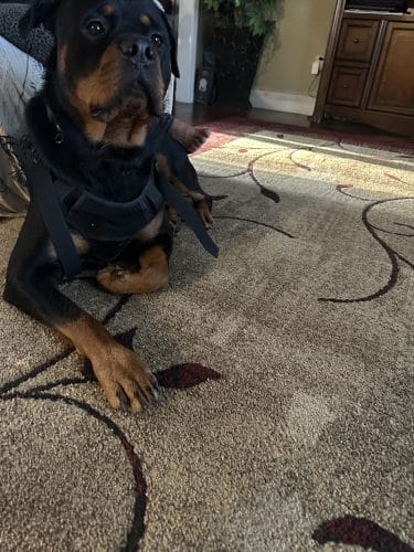 iSpeakDogg