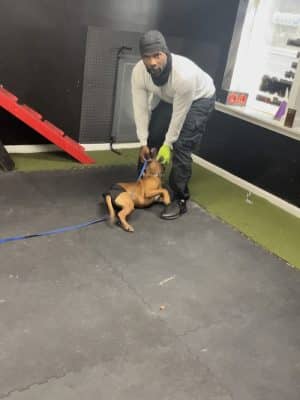 iSpeakDogg