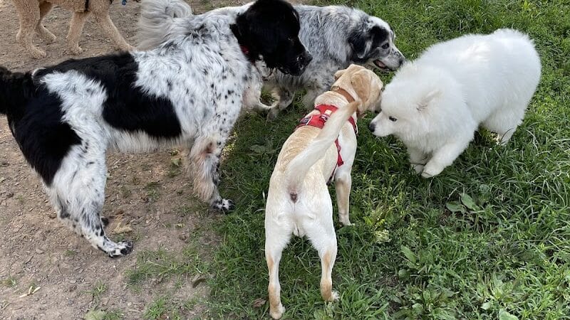 MonDaug Bark Park - Fort Washington,