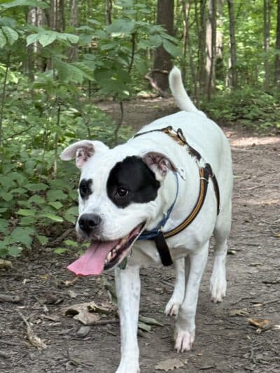 Fido's Forest Dog Park: Appointment and Registration Required - Fort Wayne, IN