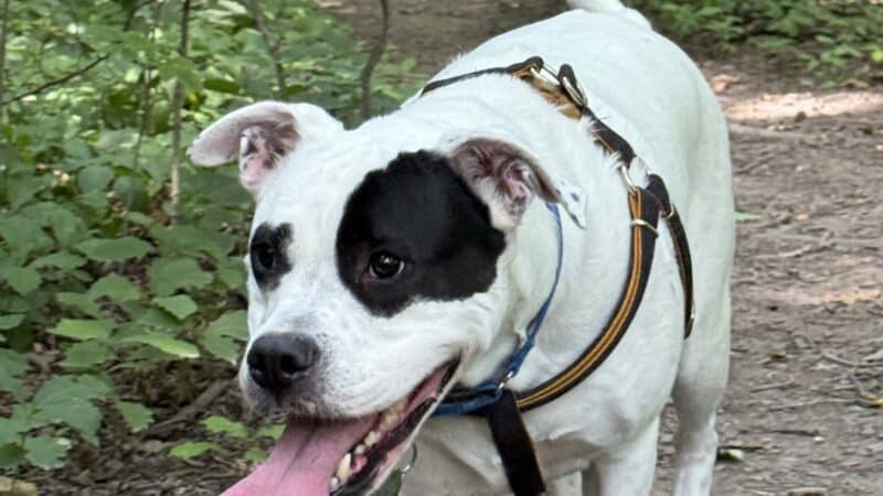 Fido's Forest Dog Park: Appointment and Registration Required - Fort Wayne, IN