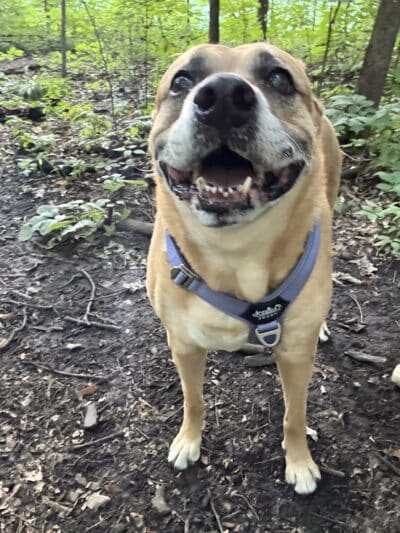 Fido's Forest Dog Park: Appointment and Registration Required - Fort Wayne, IN
