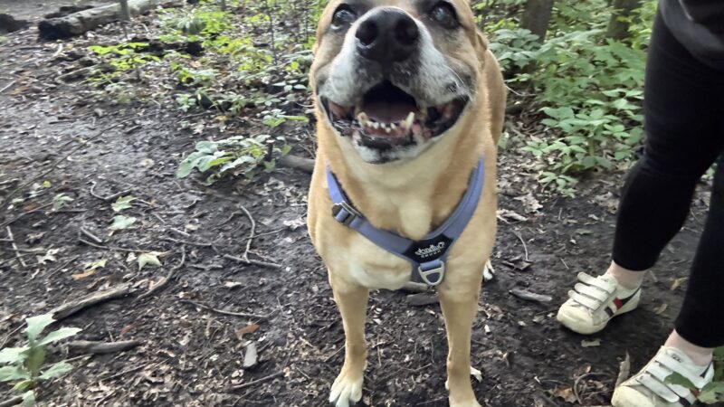 Fido's Forest Dog Park: Appointment and Registration Required - Fort Wayne, IN