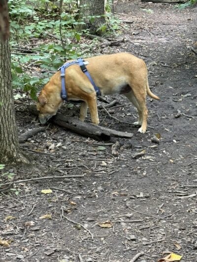 Fido's Forest Dog Park: Appointment and Registration Required - Fort Wayne, IN