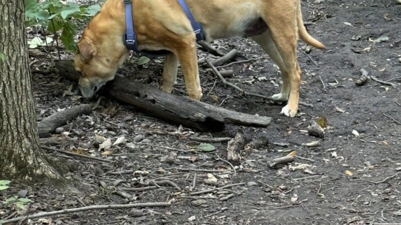 Fido's Forest Dog Park: Appointment and Registration Required - Fort Wayne, IN