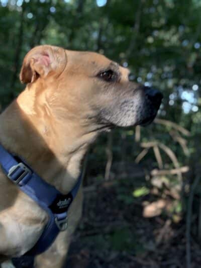 Fido's Forest Dog Park: Appointment and Registration Required - Fort Wayne, IN