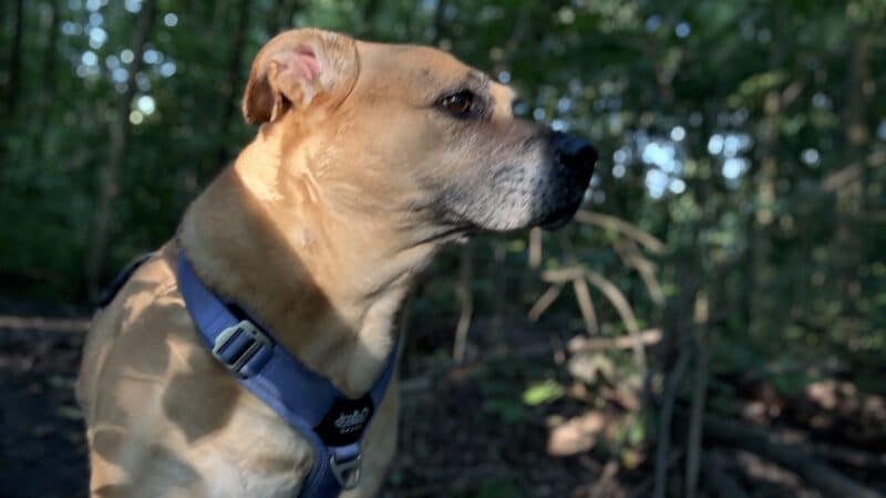 Fido's Forest Dog Park: Appointment and Registration Required - Fort Wayne, IN