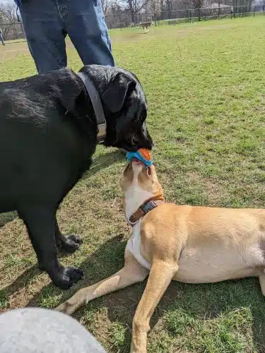 Camp Canine: Members Only - Fort Wayne, IN