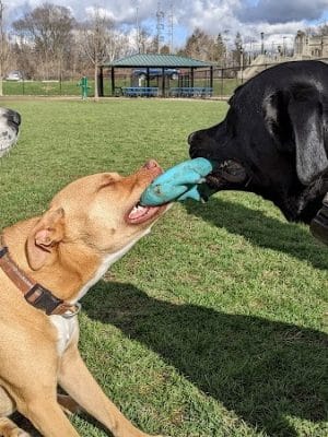 Camp Canine: Members Only - Fort Wayne, IN