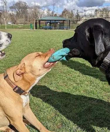 Camp Canine: Members Only - Fort Wayne, IN