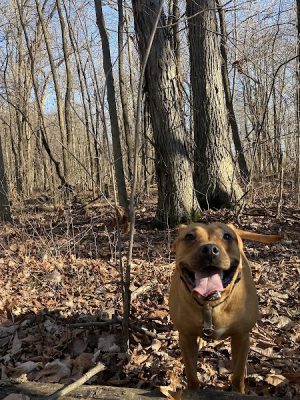 Fido's Forest Dog Park: Appointment and Registration Required - Fort Wayne, IN